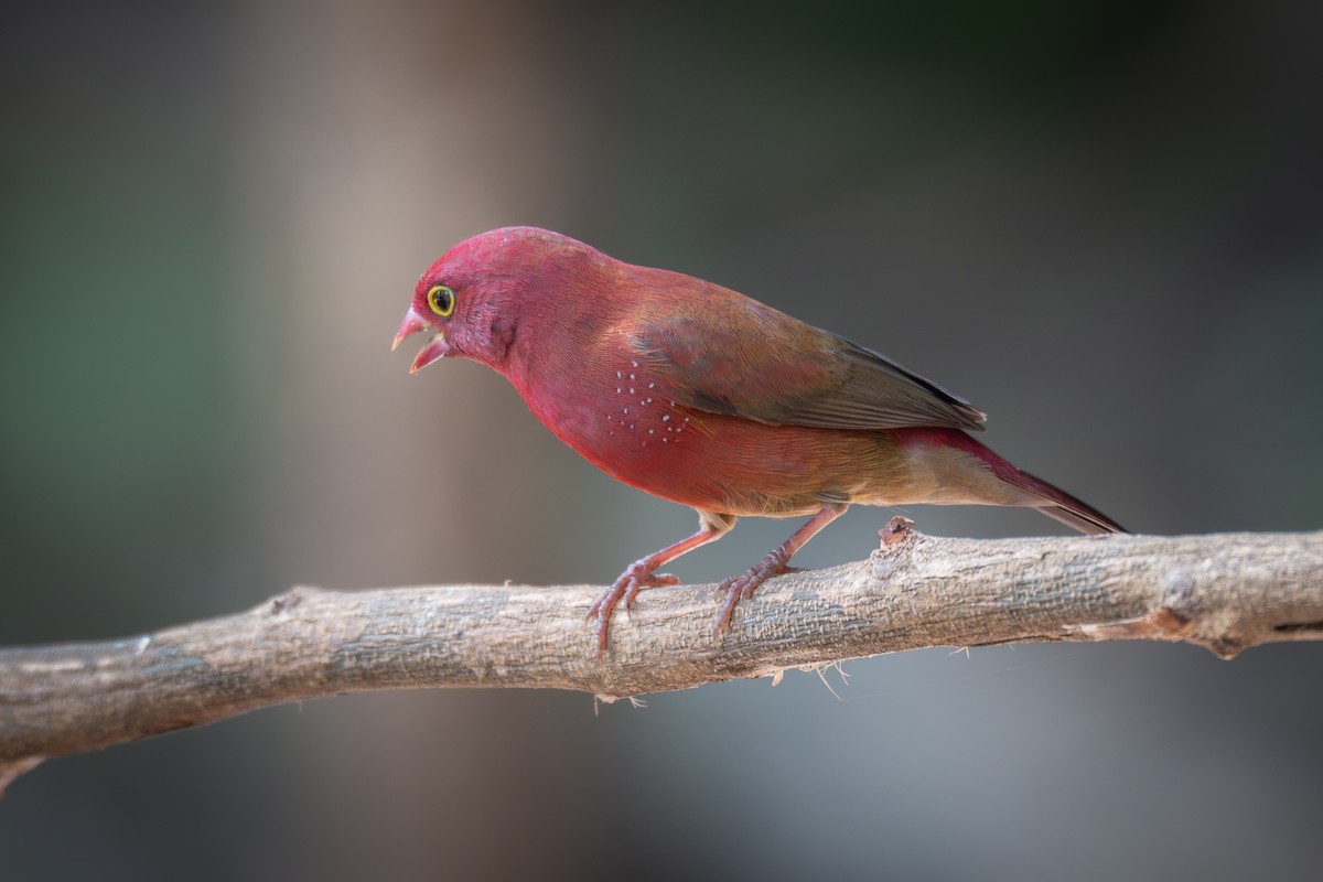 פרושית אדומת-מקור - ML646115935