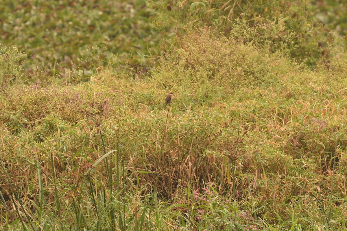 חנקן חום - ML646115936