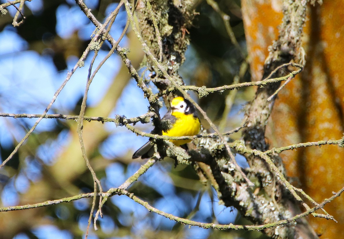 Golden-fronted Redstart - ML646115937