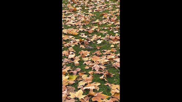 Удод - ML646115938