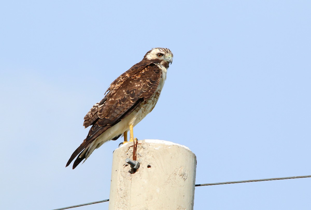 White-tailed Hawk - ML646115939