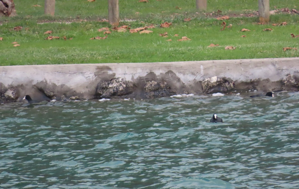 אגמית מצויה - ML646115940