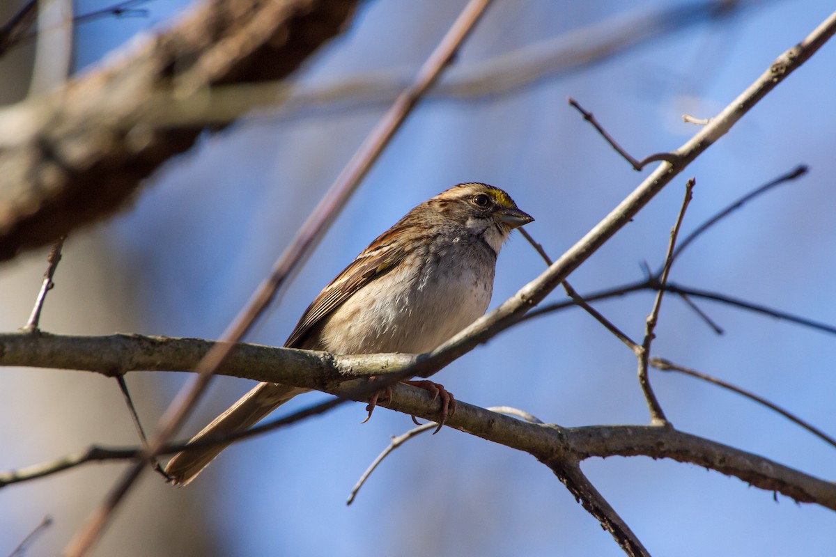 גיבתונית לבנת-גרון - ML646115941