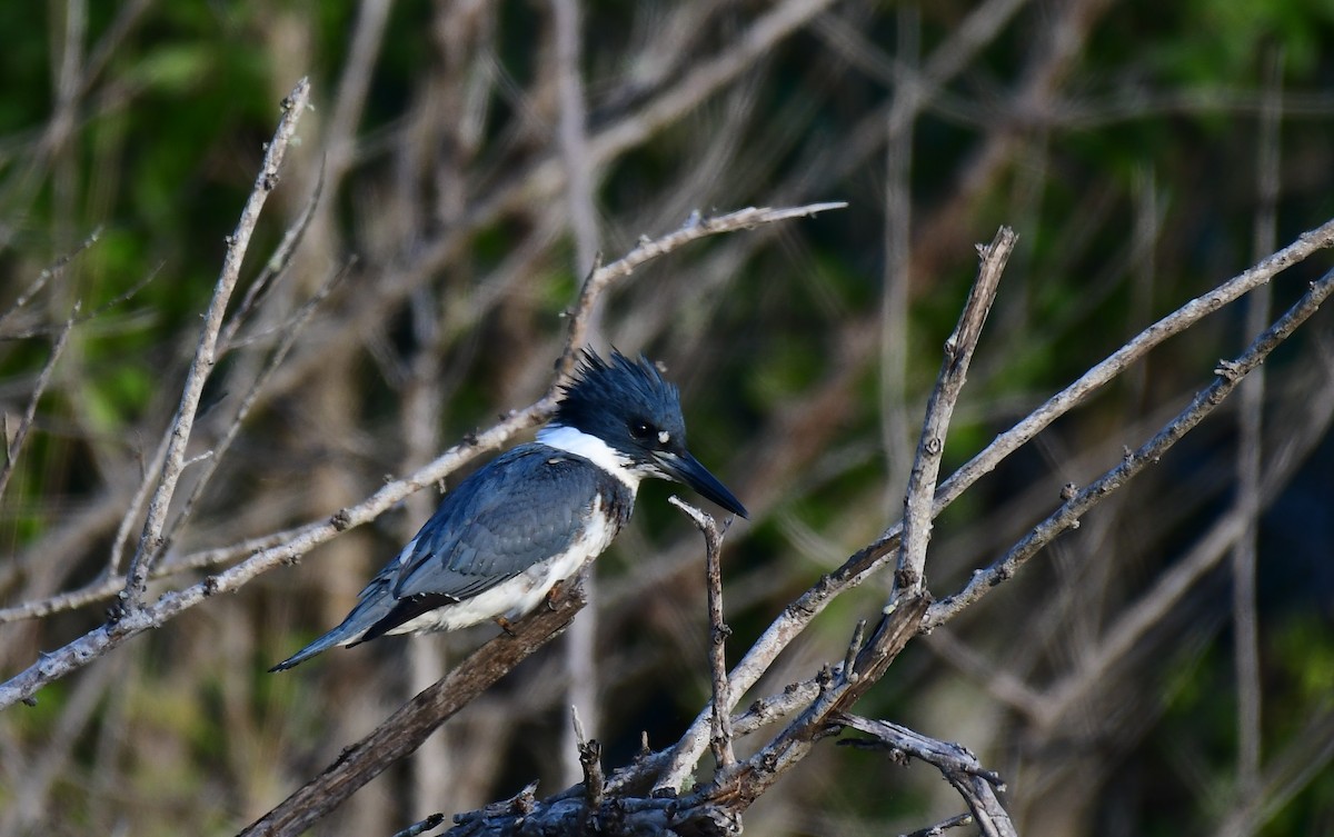 שלדג אמריקני - ML646115942