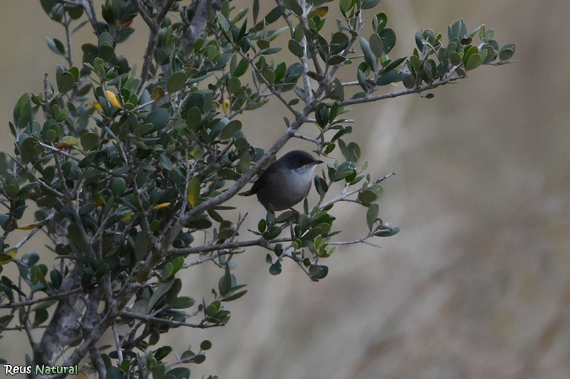 סבכי שחור-ראש - ML646115943