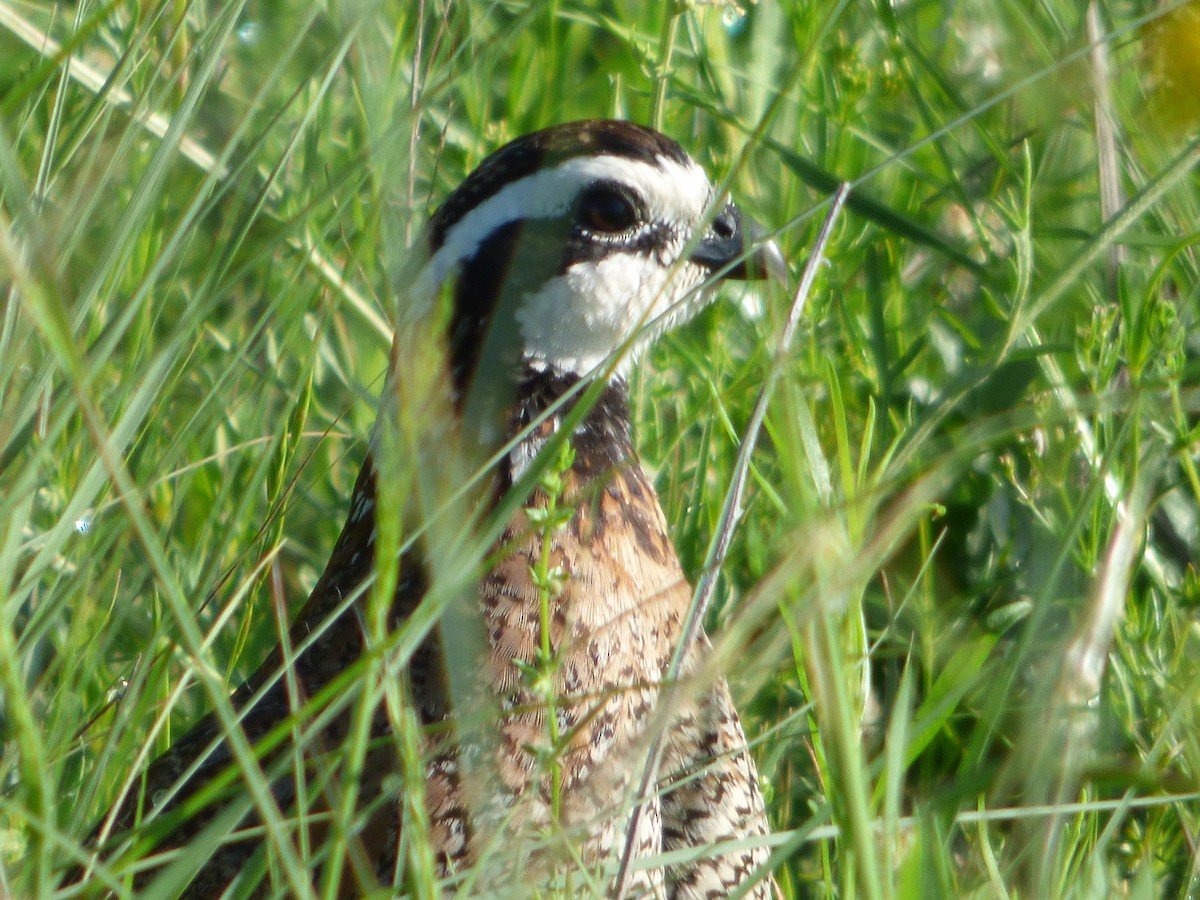 שליו אמריקני - ML646115945