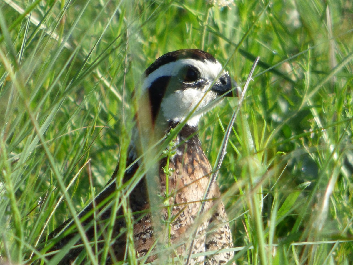 שליו אמריקני - ML646115946