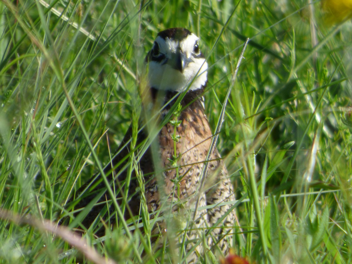 שליו אמריקני - ML646115947