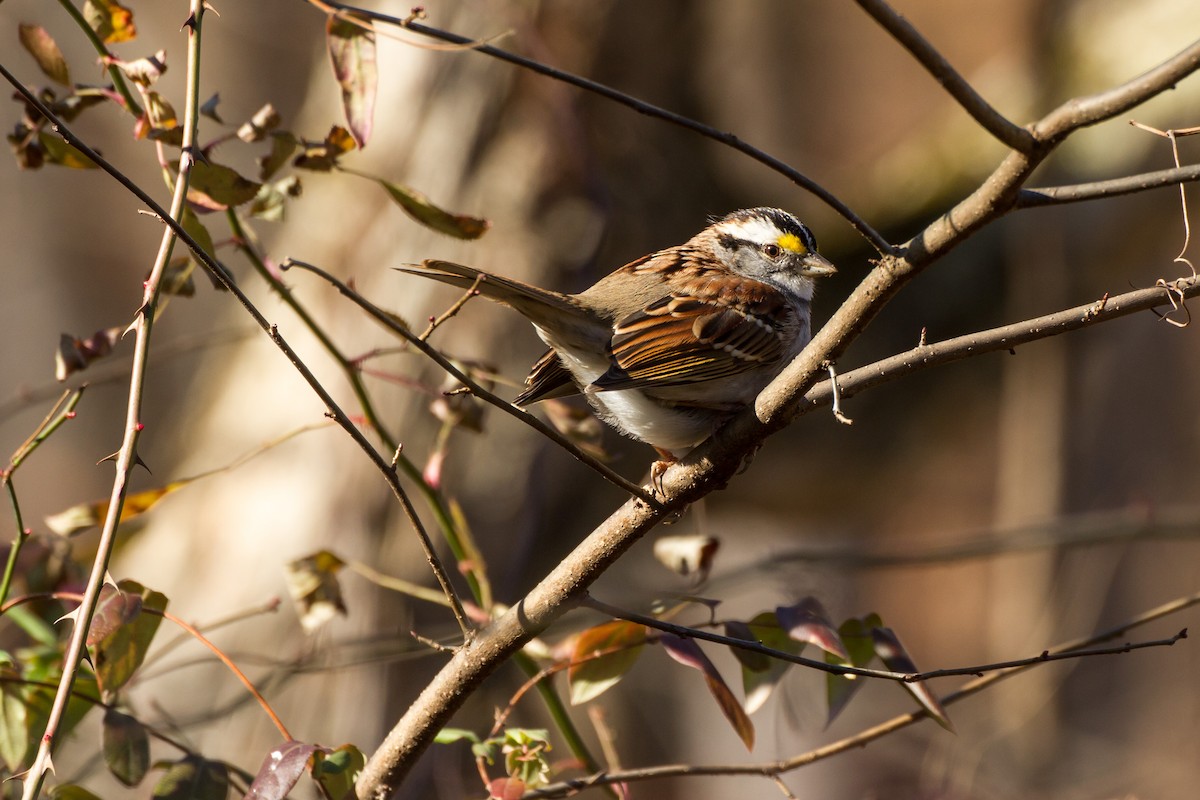 גיבתונית לבנת-גרון - ML646115948
