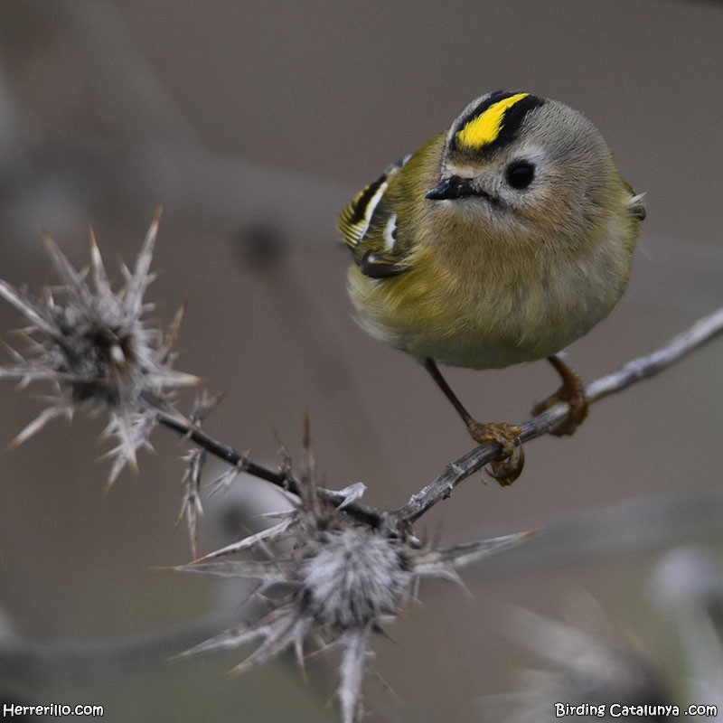 מלכילון האורנים - ML646115949