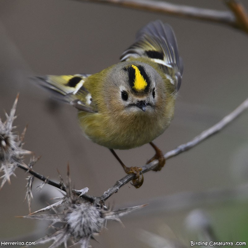 מלכילון האורנים - ML646115950
