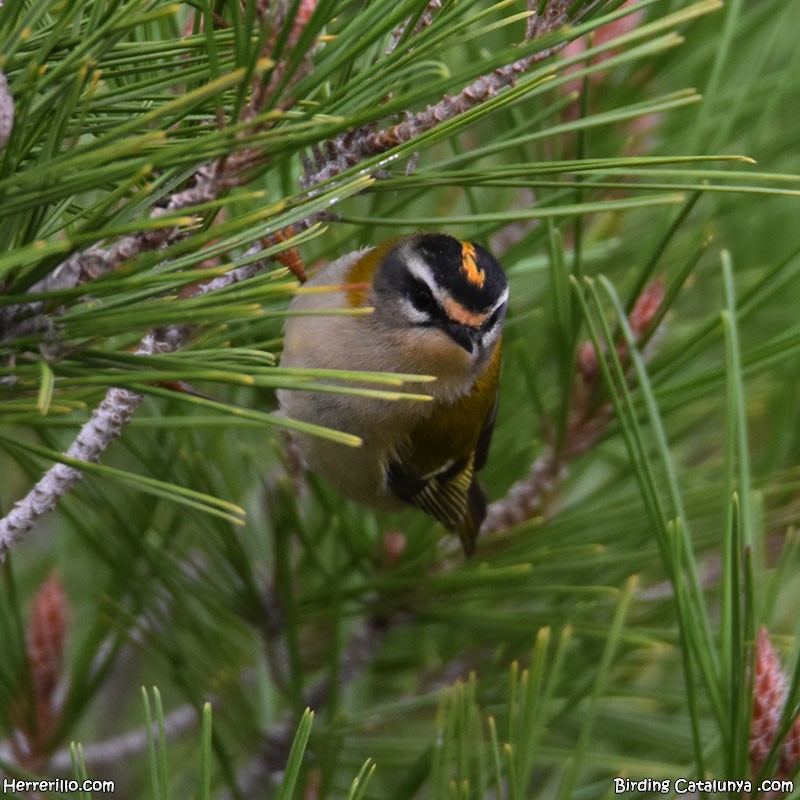 מלכילון לבן-גבות - ML646115951