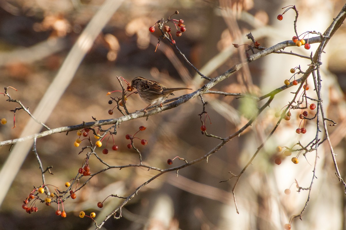 גיבתונית לבנת-גרון - ML646115952