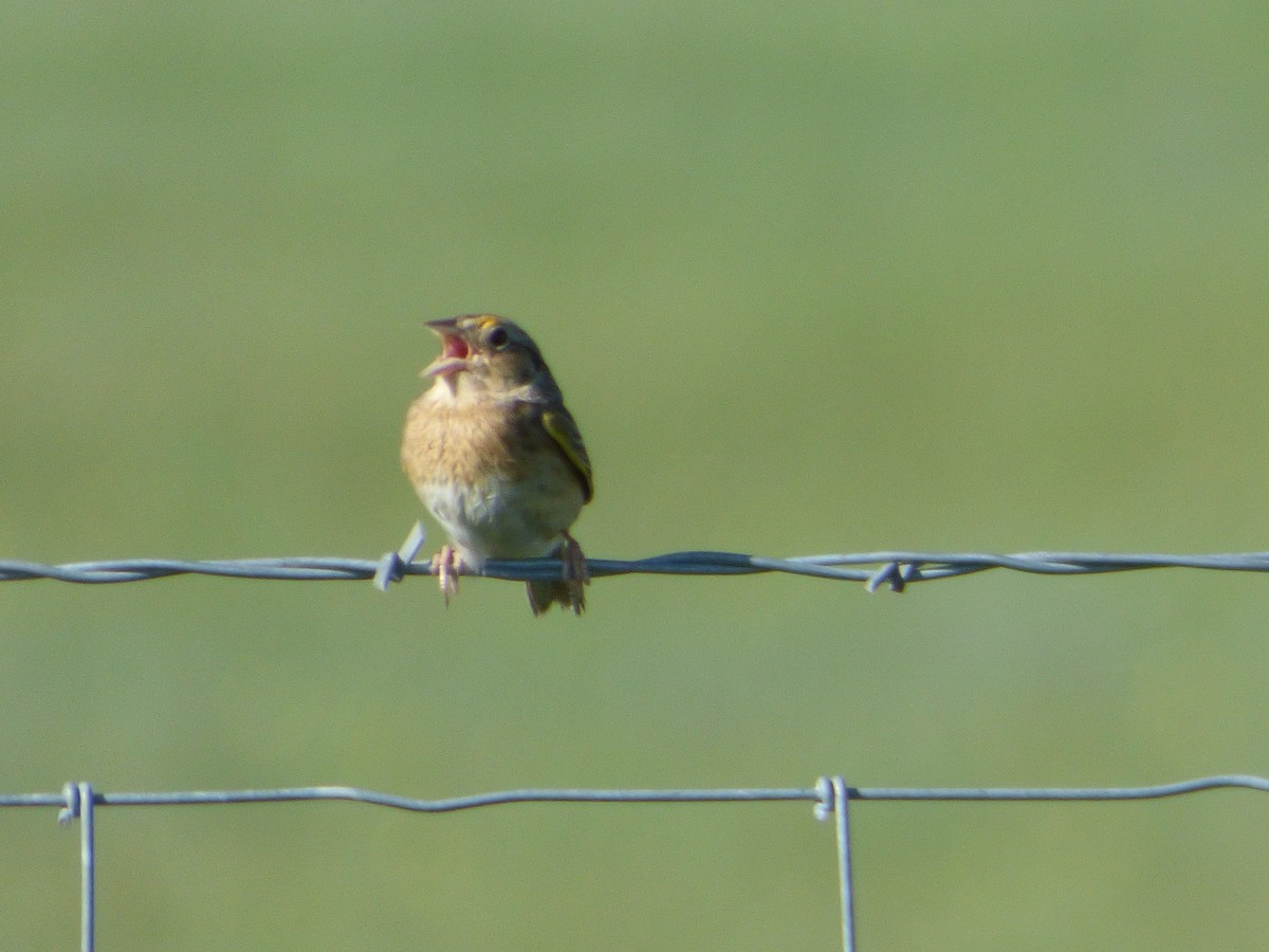 Grasshopper Sparrow - ML646115954