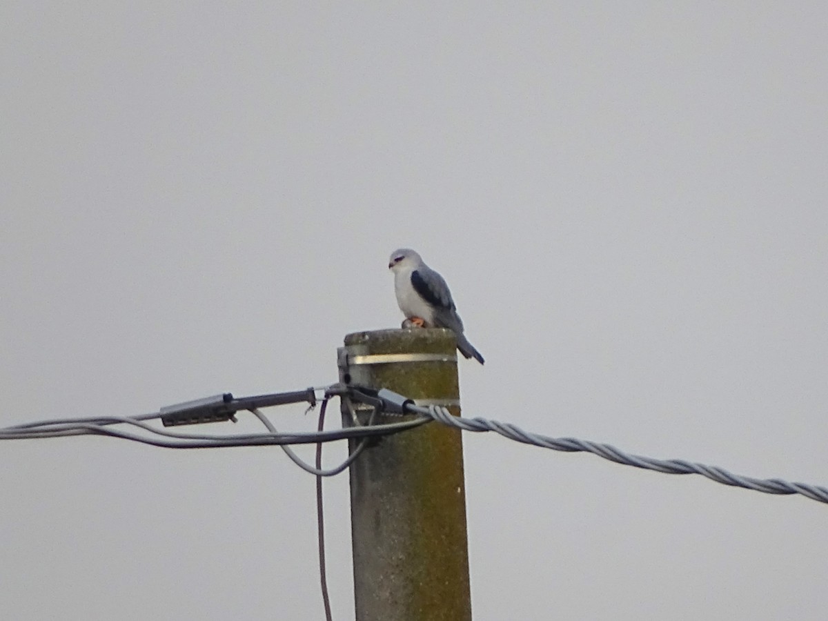 Black-winged Kite (African) - ML646115955