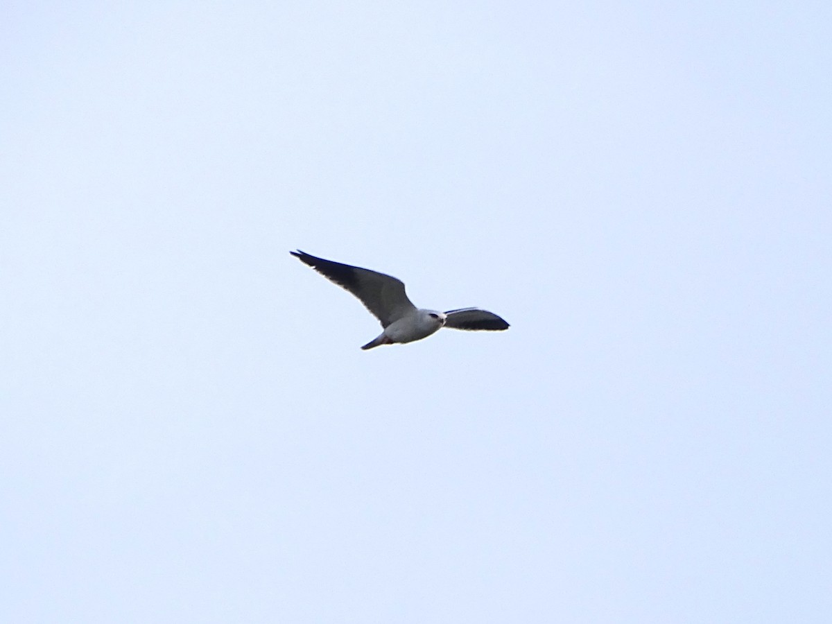 Black-winged Kite (African) - ML646115956