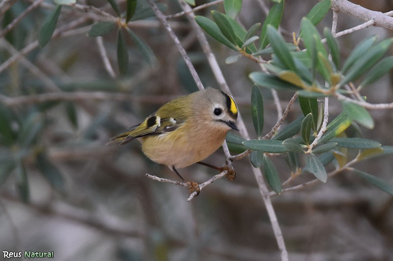 מלכילון האורנים - ML646115957