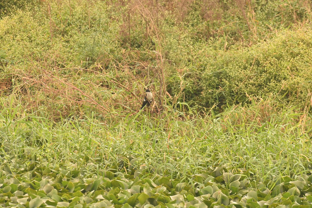 קוקיה עקודה - ML646115958
