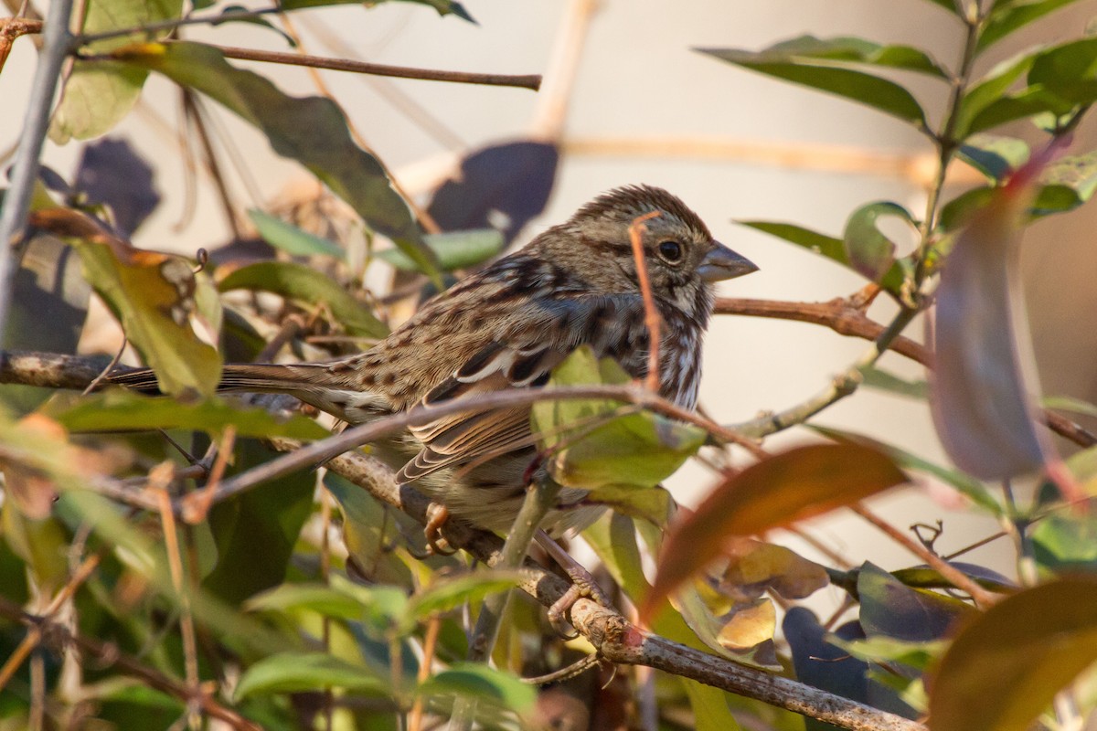 גיבתונית רוננת - ML646115962