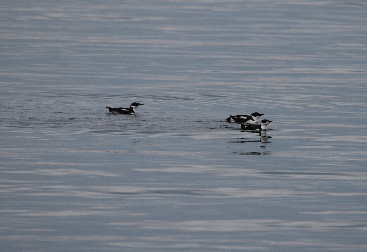 Marbled Murrelet - ML646115964