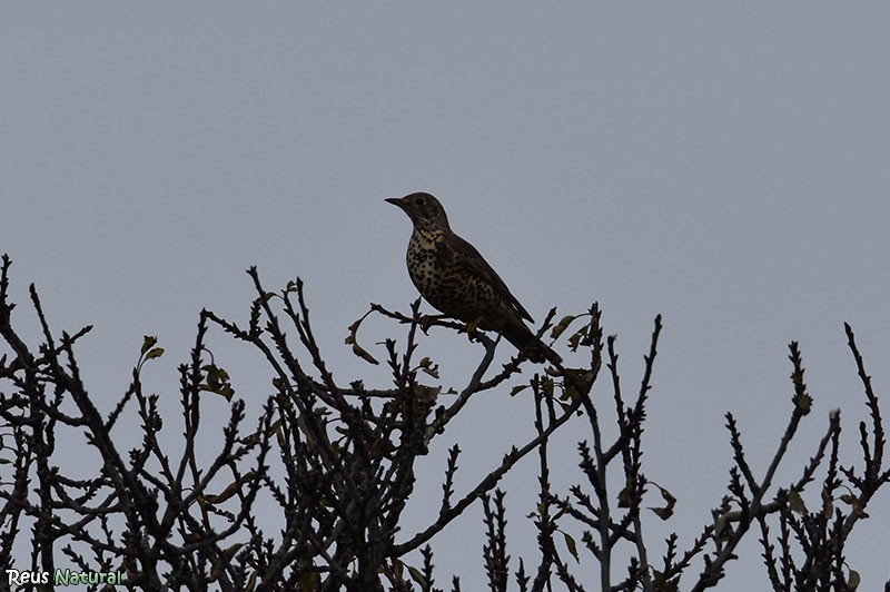קיכלי גדול - ML646115965