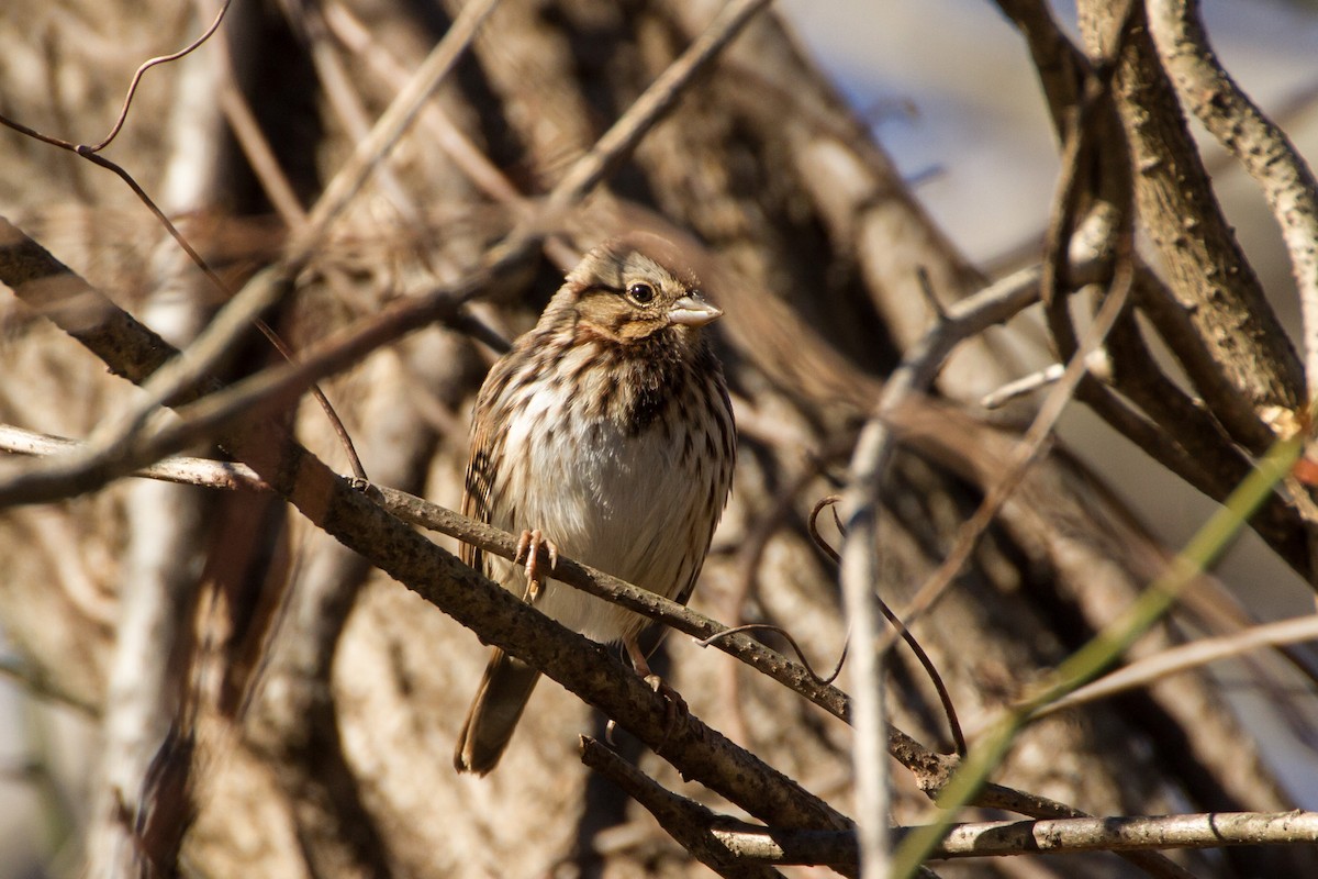 גיבתונית רוננת - ML646115966