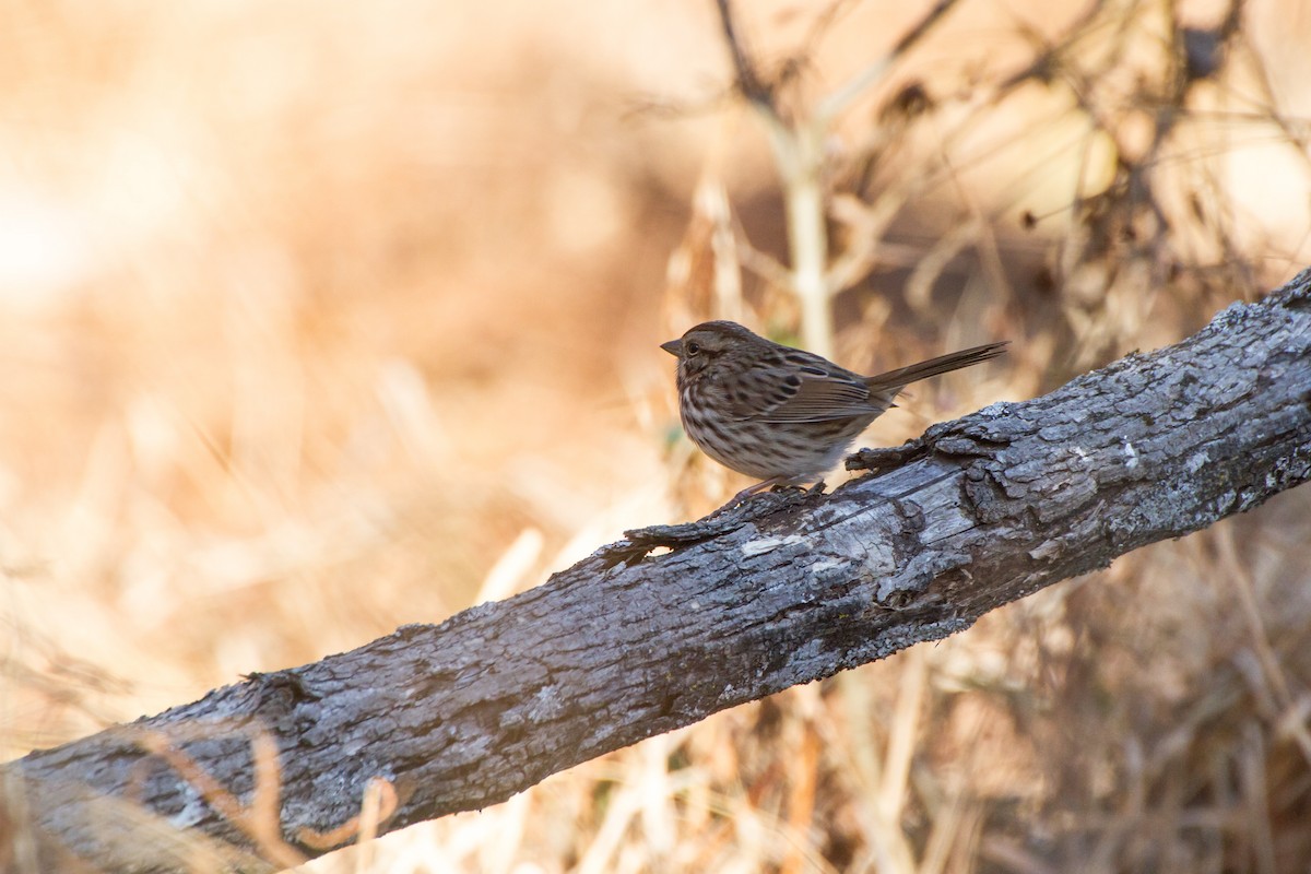 גיבתונית רוננת - ML646115967