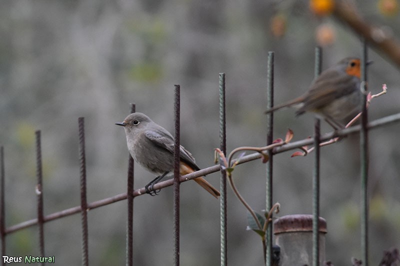 Black Redstart - ML646115971