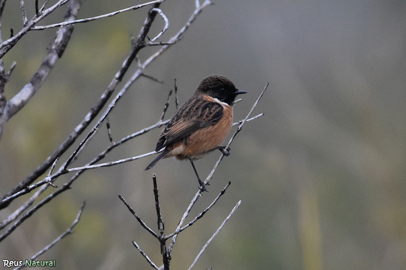 European Stonechat - ML646115974