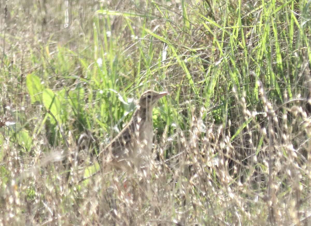 Степной конёк - ML646115977