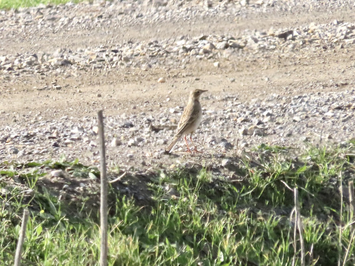 Степной конёк - ML646115978