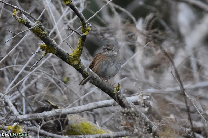 Dunnock - ML646115979