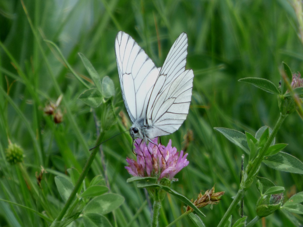 Black-veined White - ML646115984