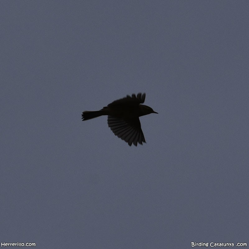 Meadow Pipit - ML646115987