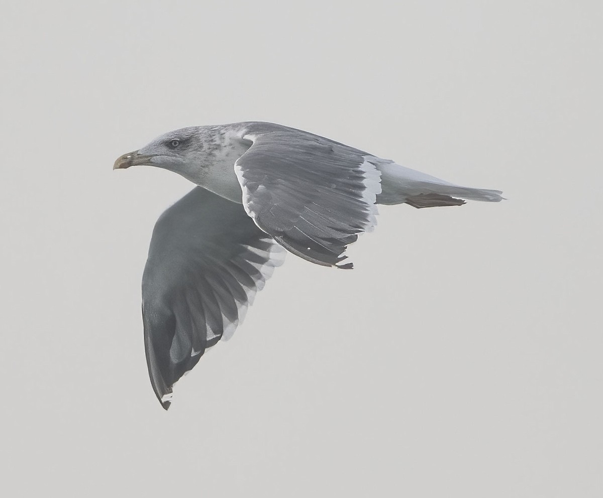 gull/tern sp. - ML646115988