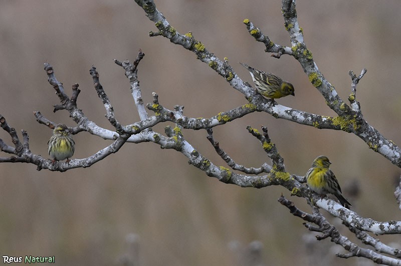 European Serin - ML646116004