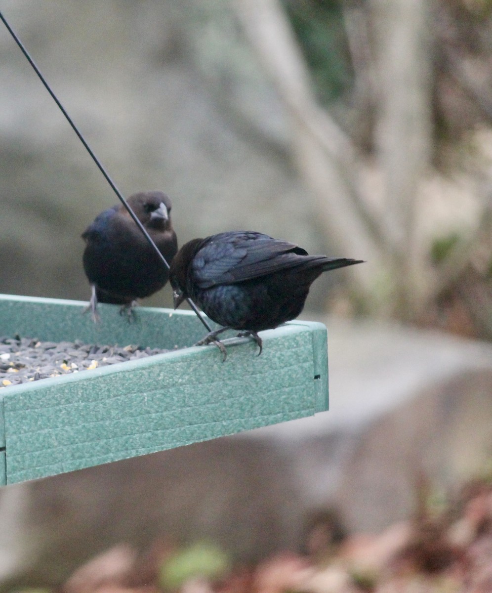 שחרורית חומת-ראש - ML646116006