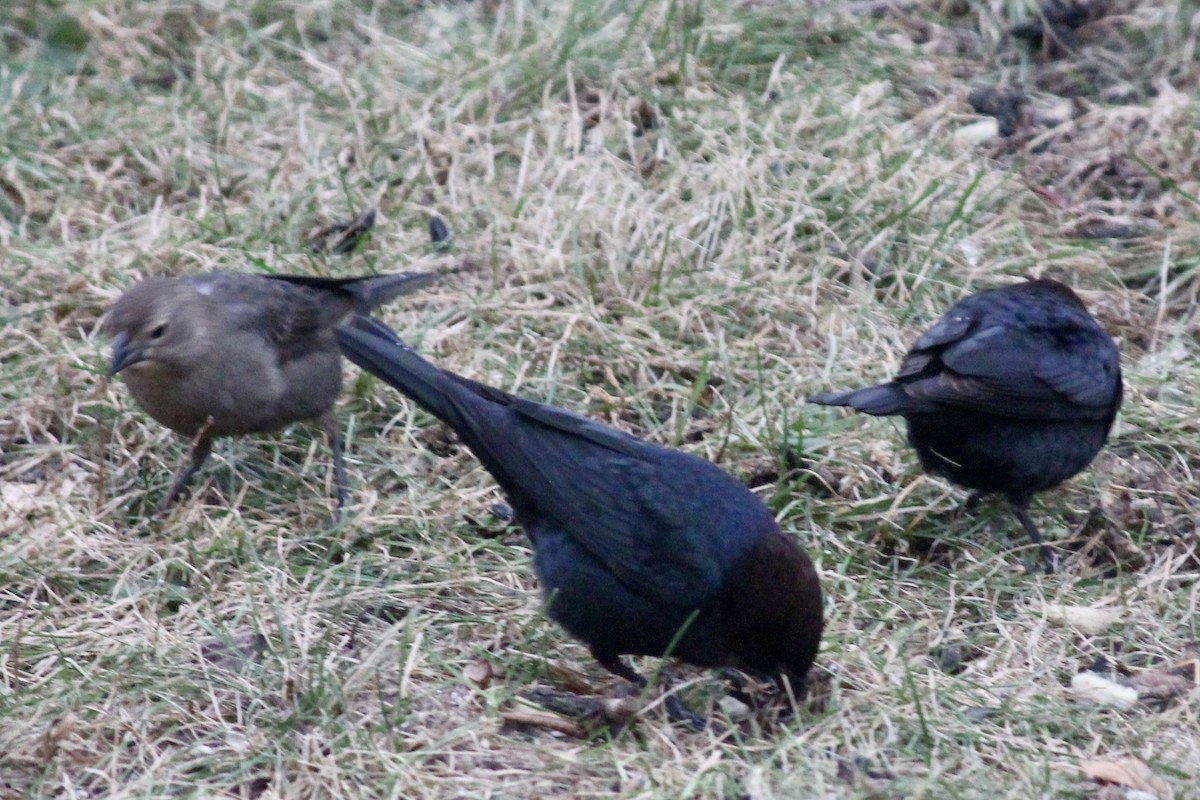 שחרורית חומת-ראש - ML646116007