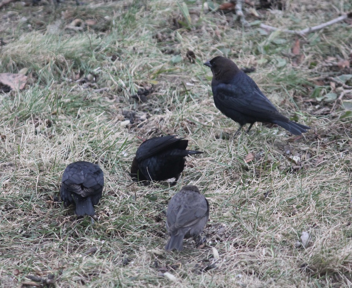 שחרורית חומת-ראש - ML646116008