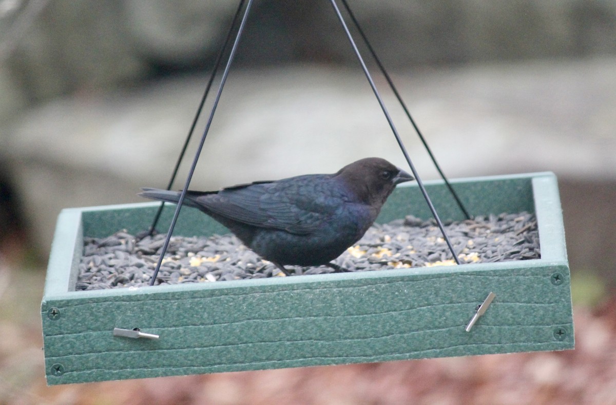 שחרורית חומת-ראש - ML646116009
