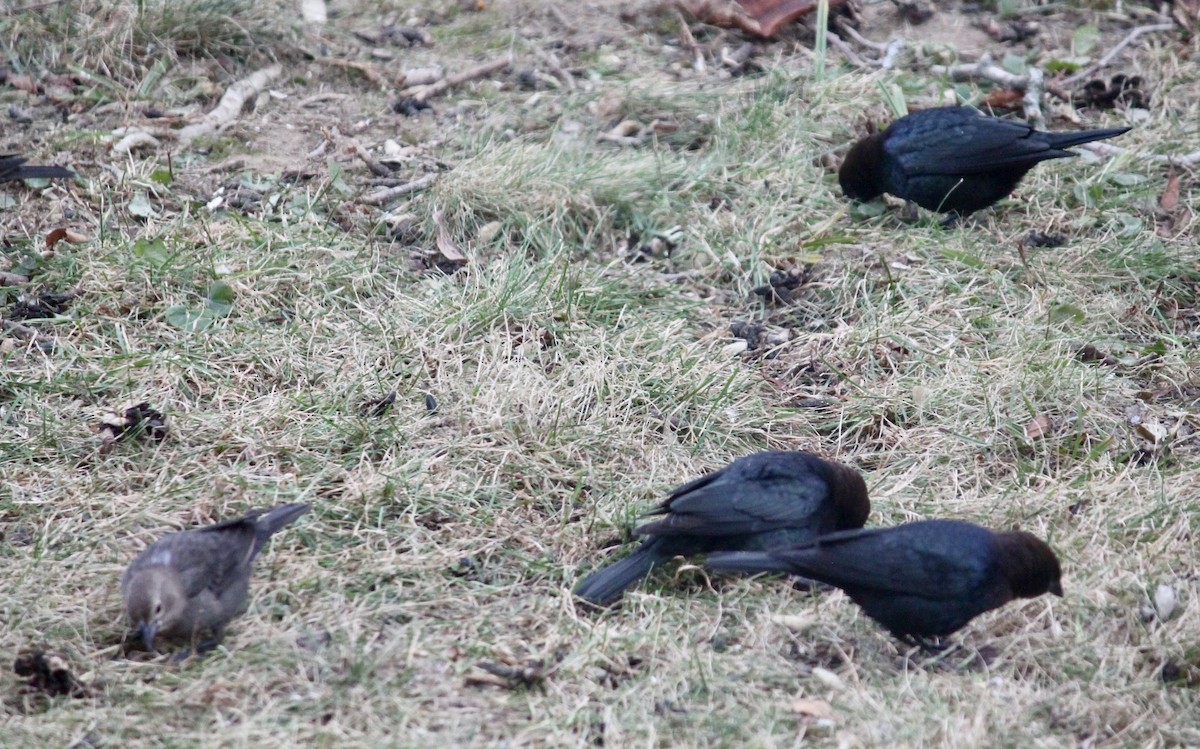 שחרורית חומת-ראש - ML646116010