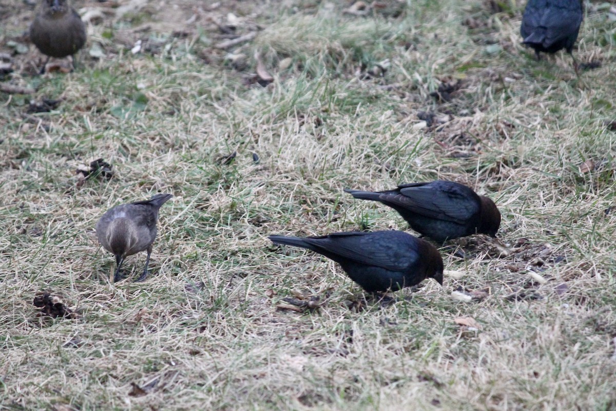 שחרורית חומת-ראש - ML646116011