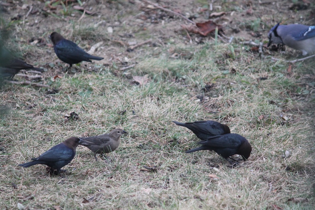 שחרורית חומת-ראש - ML646116012