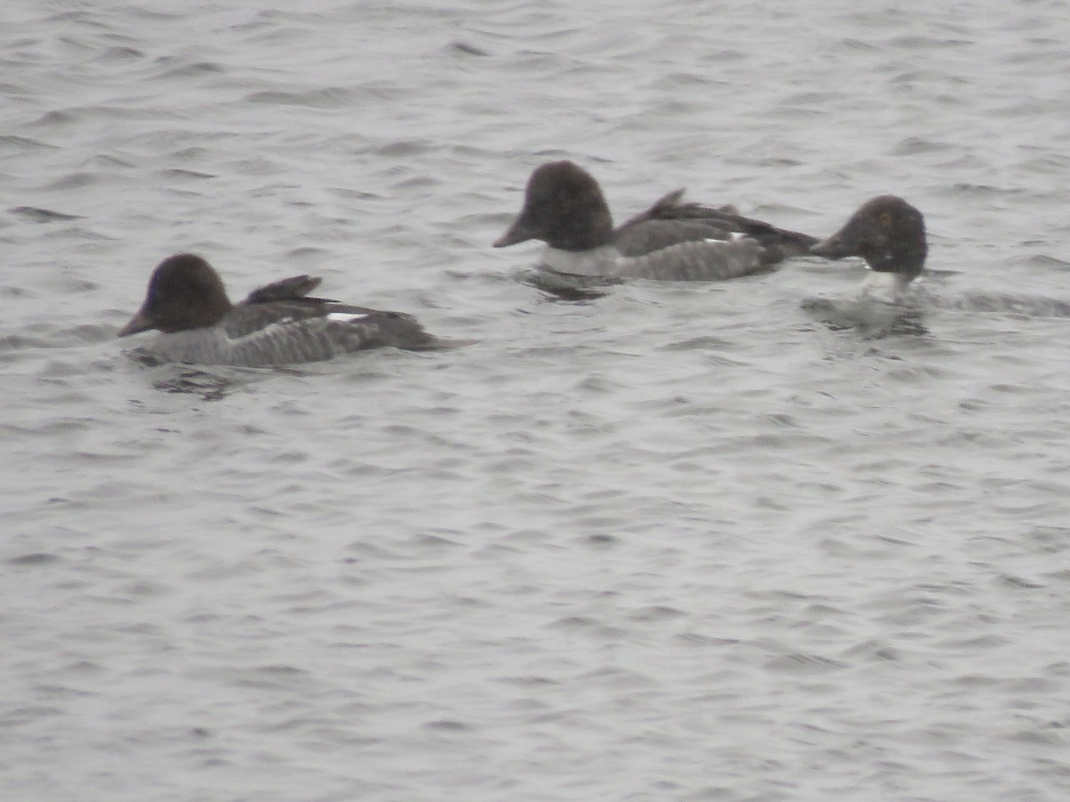 Common Goldeneye - ML646116014