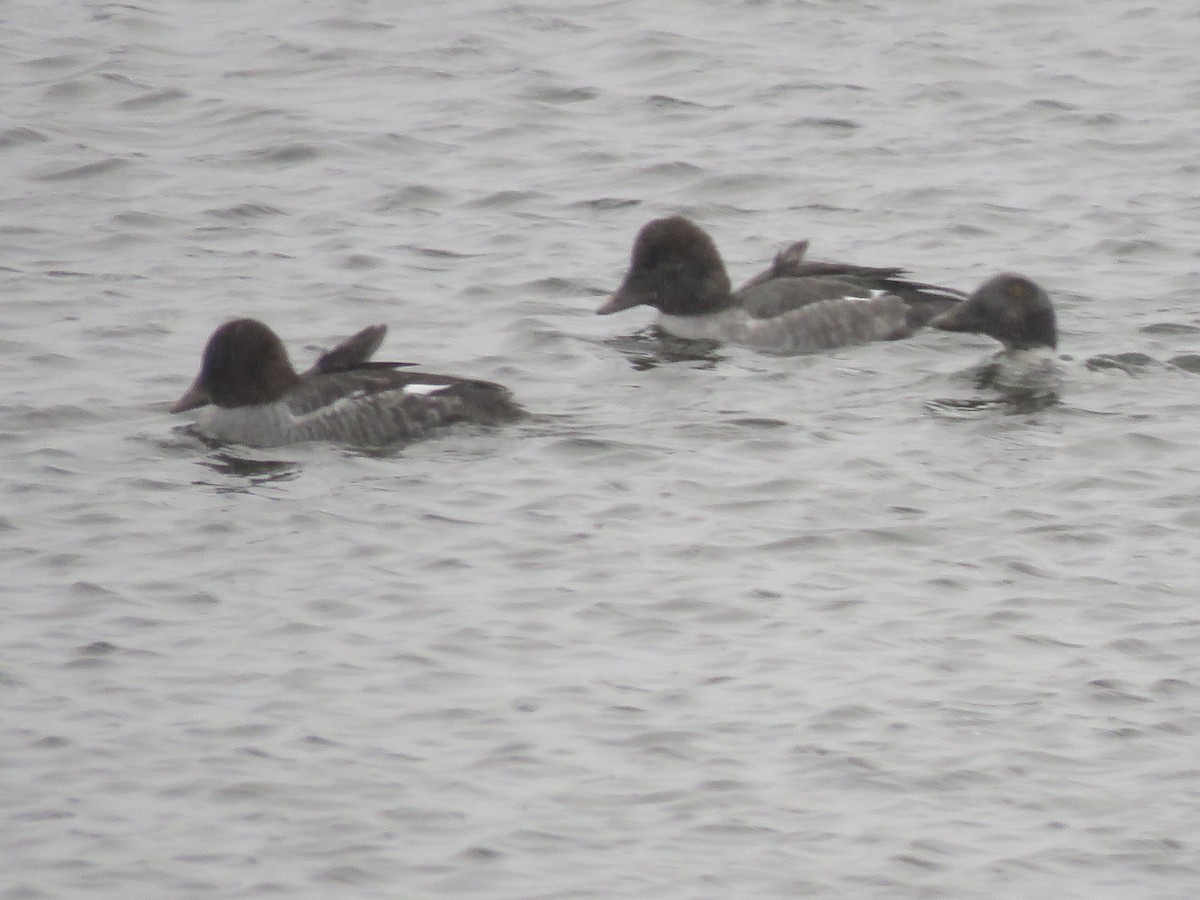 Common Goldeneye - ML646116015