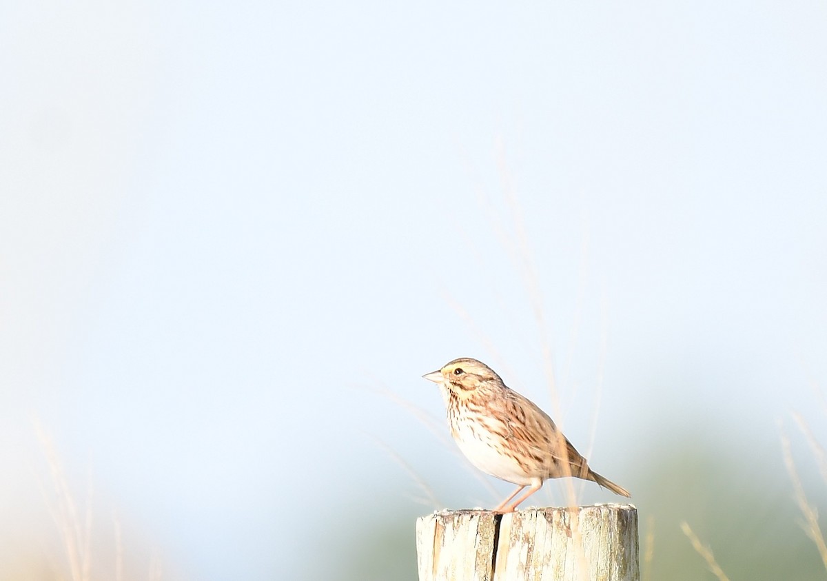Savannah Sparrow - ML646116021