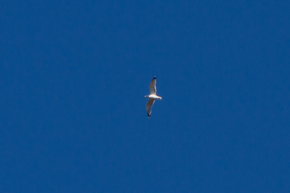 gull sp. - ML646116022