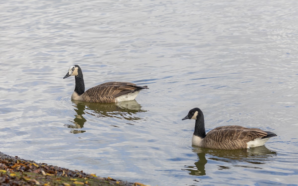 berneška bělolící - ML646116024