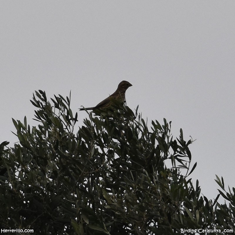 Corn Bunting - ML646116026