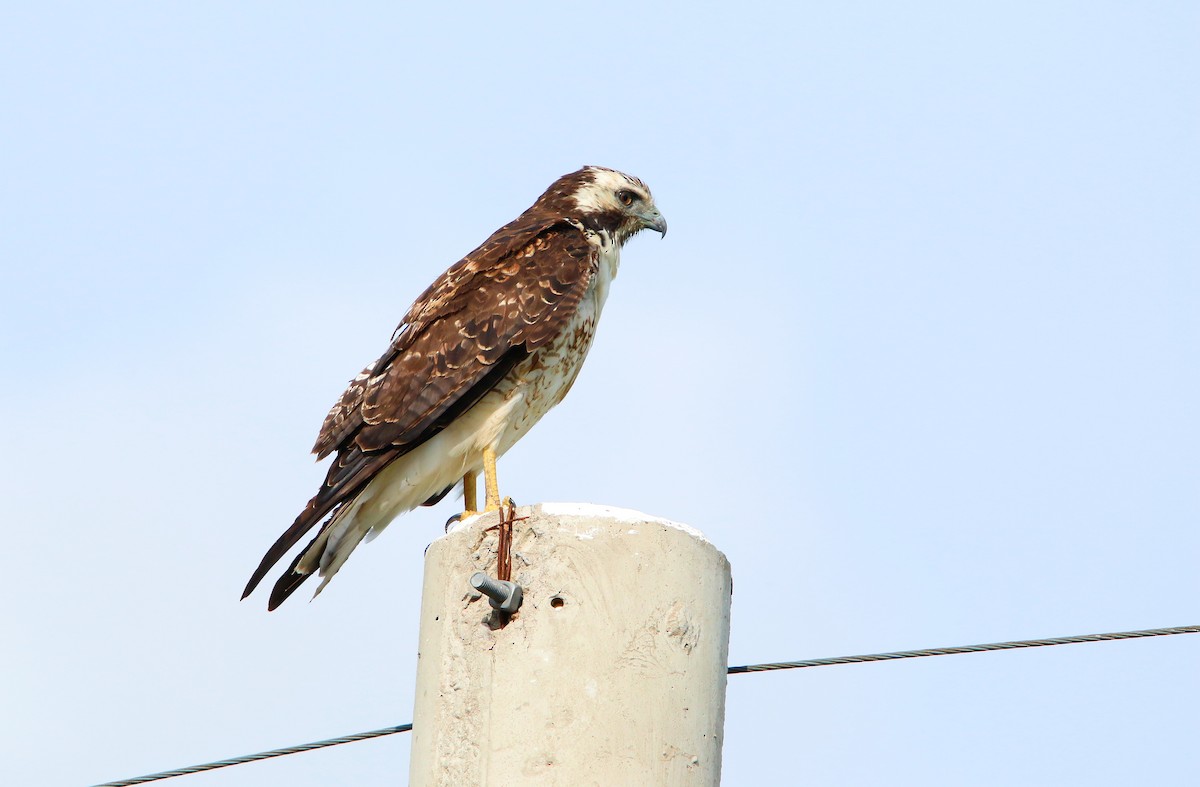 White-tailed Hawk - ML646116027